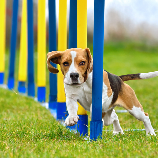 Ejercicio Diario: Clave para la Salud Física y Mental de tu Perro